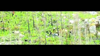 Poster habibi habibi